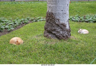 84 a0f. Peru - Lima run - cats