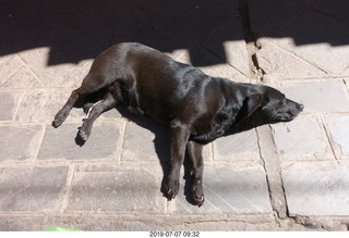 133 a0f. Peru - drive to cusco - market - dog