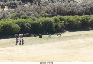 307 a0f. Peru - Sacsayhuaman fortress - llamas