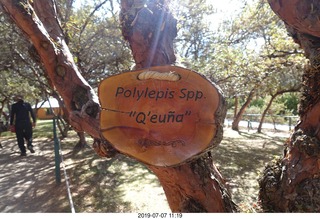 331 a0f. Peru - Sacsayhuaman fortress - exit tree sign
