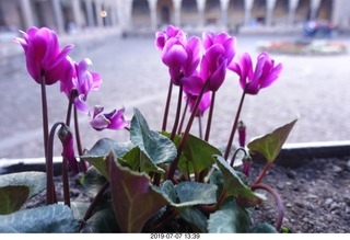 430 a0f. Peru - Cusco - church - flowers