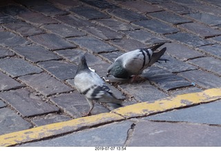471 a0f. Peru - Cusco - drive to hotel - pigeons