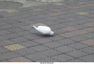 10 a0f. Peru - Lima - morning run  - white bird
