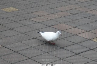 11 a0f. Peru - Lima - morning run  - white bird