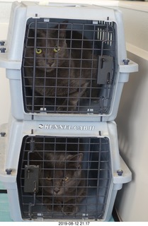 my cats Devin and Jane and Max at the vet