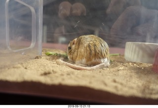 Mesa museum pinatas