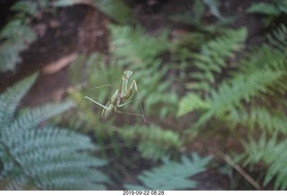 Philadelphia - Barnes Museum - praying mantis
