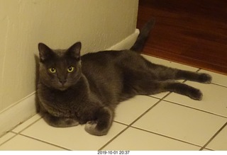 my cat Jane