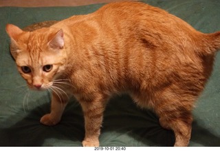 663 a0j. my cat Max