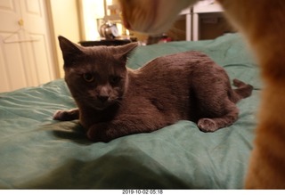my cat Devin