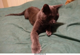 my cat Devin