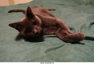 my cat Devin