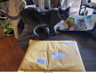 all those door alerts - I guess it was my cat Devin