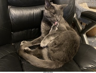 my cat Jane