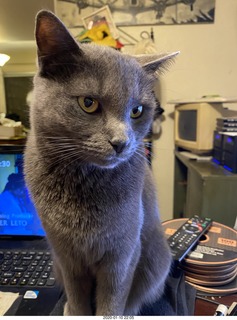 my cat Devin