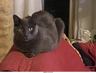my cat Jane