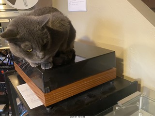 my cat Jane on my Linn turntable