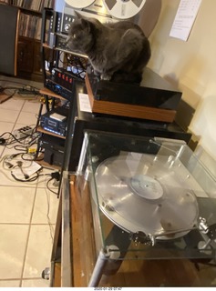 my cat Jane on my Linn turntable