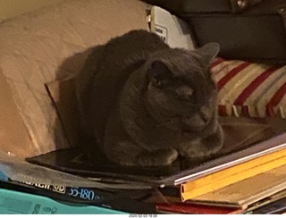 my cat Jane