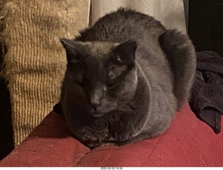 my cat Jane