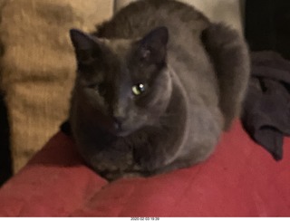 my cat Jane