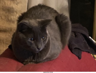 my cat Jane