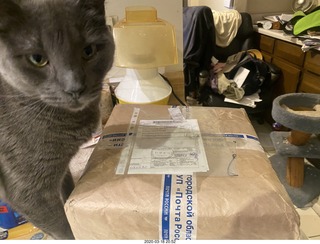 my three cats Max, Devin and Jane