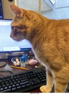 817 a0p. my cat Max
