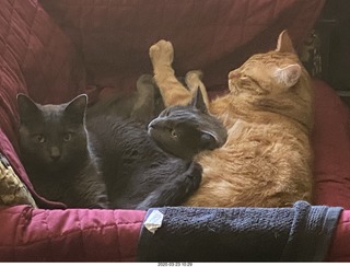 my three-cat fleshpile on my hifi chair