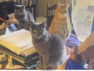 my cats Devin, Jane, and Max