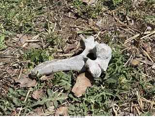 6 a0y. Argentina Eclipse Day - sort-of fossilized bone