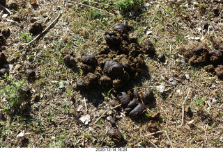 110 a0y. Argentina Eclipse Day - ground decoration (horseshit)