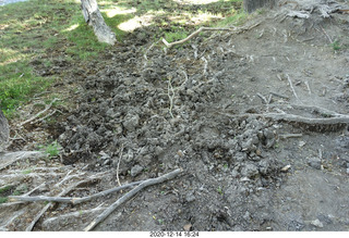 113 a0y. Argentina Eclipse Day convoluted ground with tree roots