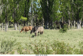 138 a0y. Argentina Eclipse Day - eclipse site run - horses