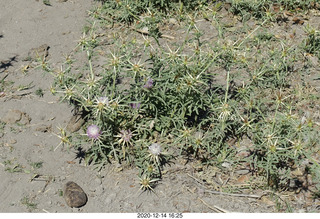 142 a0y. Argentina Eclipse Day - eclipse site run - prickly, spikey plants