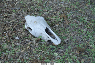 147 a0y. Argentina Eclipse Day - eclipse site run - skull