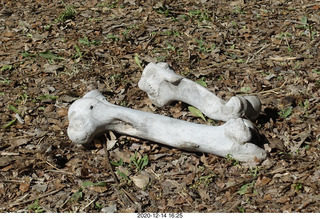 148 a0y. Argentina Eclipse Day - eclipse site run - bones