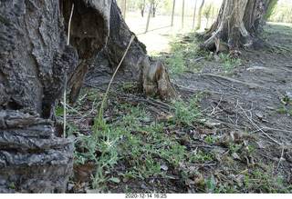 166 a0y. Argentina Eclipse Day - wood version of Temple of the Sun