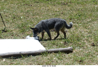 182 a0y. Argentina Eclipse Day - dog