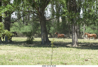 192 a0y. Argentina Eclipse Day - horses