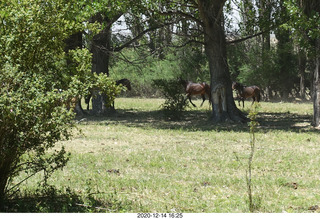 195 a0y. Argentina Eclipse Day - horses