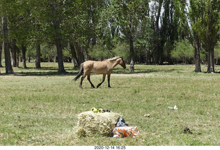 200 a0y. Argentina Eclipse Day - horses