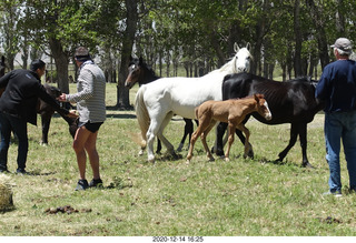 201 a0y. Argentina Eclipse Day - horses
