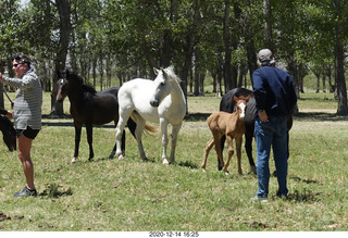 202 a0y. Argentina Eclipse Day - horses