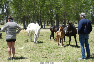 203 a0y. Argentina Eclipse Day - horses