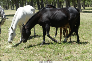 204 a0y. Argentina Eclipse Day - horses
