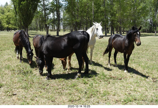 206 a0y. Argentina Eclipse Day - horses