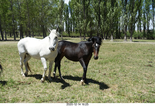 209 a0y. Argentina Eclipse Day - horses