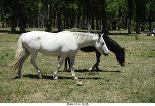 212 a0y. Argentina Eclipse Day - horses