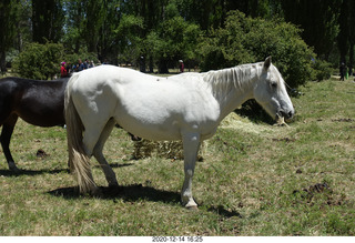 215 a0y. Argentina Eclipse Day - horses